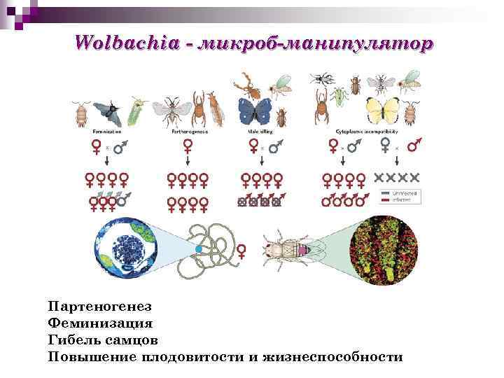 Wolbachia - микроб-манипулятор Партеногенез Феминизация Гибель самцов Повышение плодовитости и жизнеспособности 