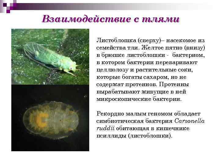 Взаимодействие с тлями Листоблошка (сверху)– насекомое из семейства тли. Желтое пятно (внизу) в брюшке