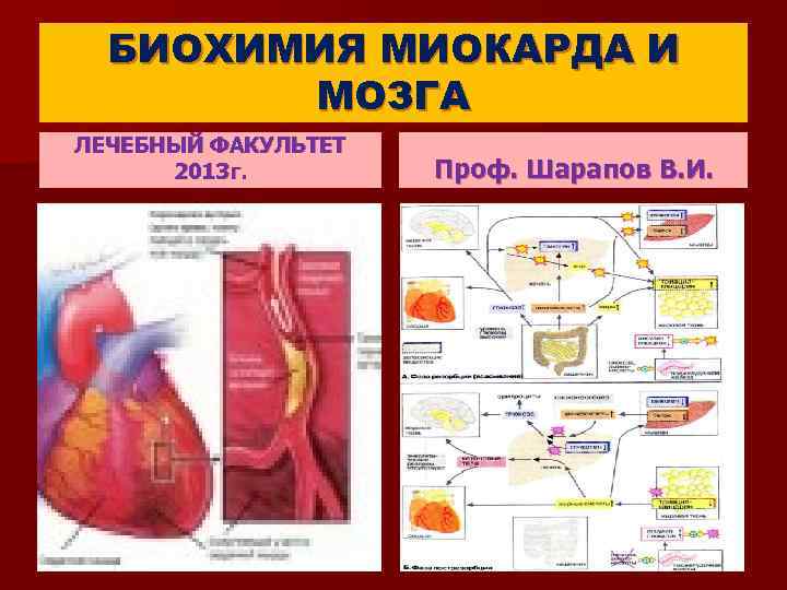 БИОХИМИЯ МИОКАРДА И МОЗГА ЛЕЧЕБНЫЙ ФАКУЛЬТЕТ 2013 г. Проф. Шарапов В. И. 
