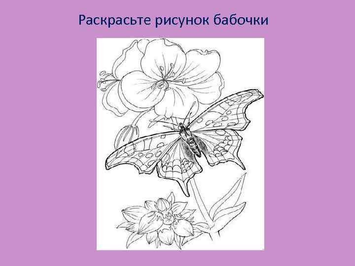 Раскрасьте рисунок бабочки 