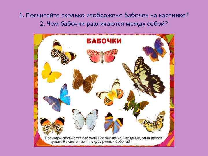 Сходства и различия бабочек 2 класс. Различия бабочек. Бабочки для дошкольников. Найди отличия бабочки. Сходство и различие бабочек.