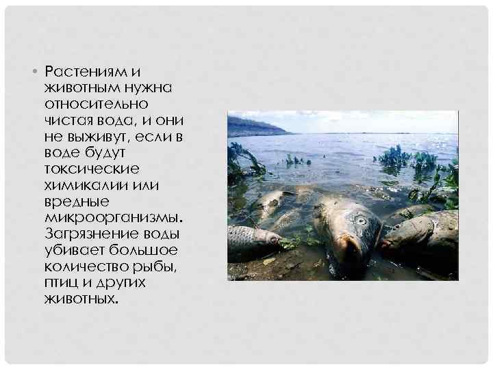  • Растениям и животным нужна относительно чистая вода, и они не выживут, если