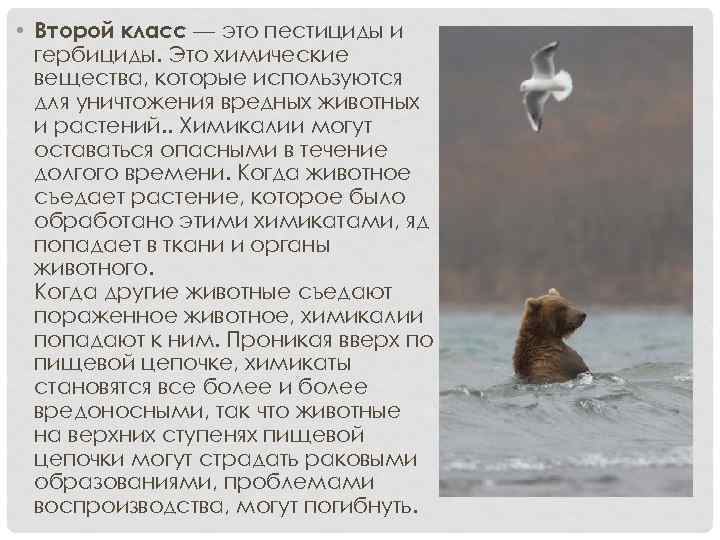  • Второй класс — это пестициды и гербициды. Это химические вещества, которые используются