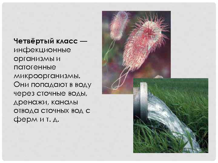 Четвёртый класс — инфекционные организмы и патогенные микроорганизмы. Они попадают в воду через сточные