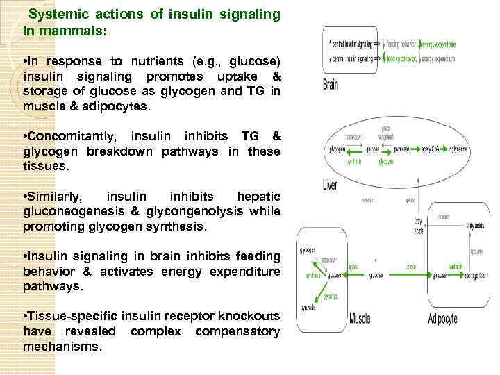 Systemic actions of insulin signaling in mammals: • In response to nutrients (e. g.