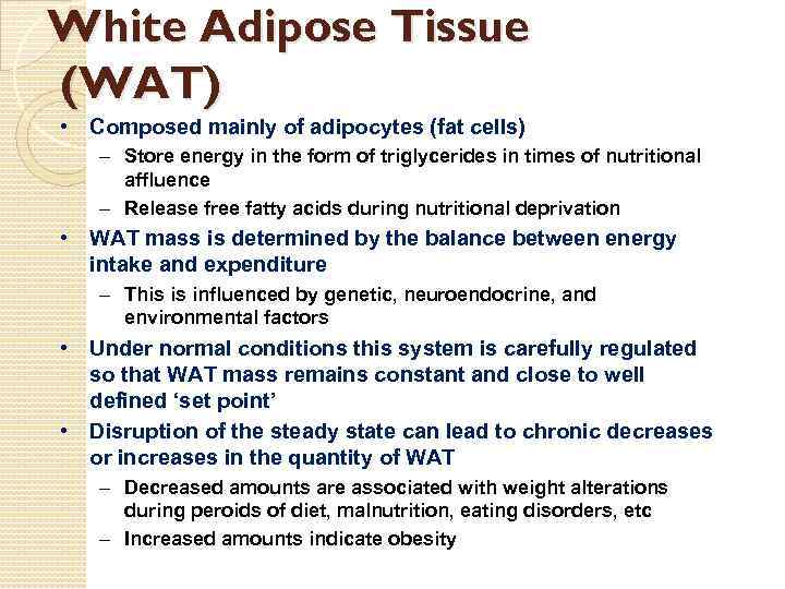 White Adipose Tissue (WAT) • Composed mainly of adipocytes (fat cells) – Store energy