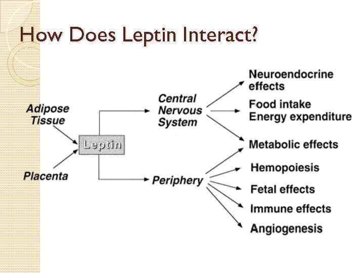 How Does Leptin Interact? 