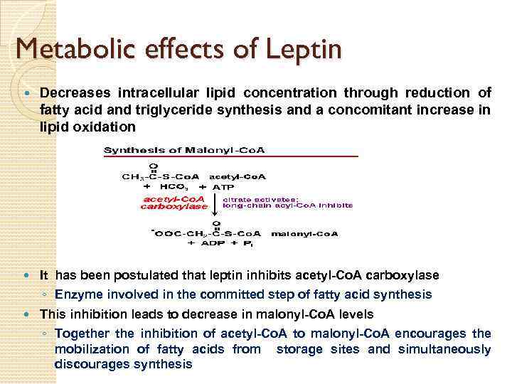 Metabolic effects of Leptin Decreases intracellular lipid concentration through reduction of fatty acid and