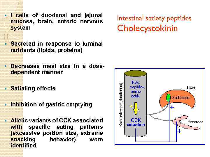  I cells of duodenal and jejunal mucosa, brain, enteric nervous system Secreted in