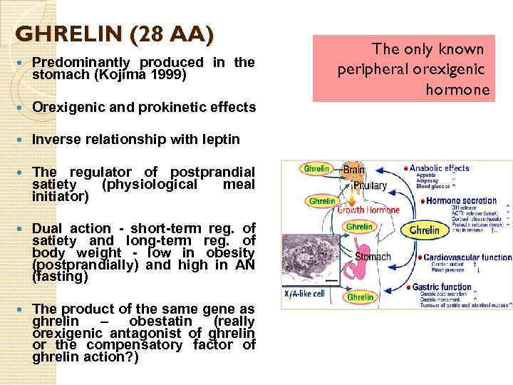 GHRELIN (28 AA) Predominantly produced in the stomach (Kojima 1999) Orexigenic and prokinetic effects