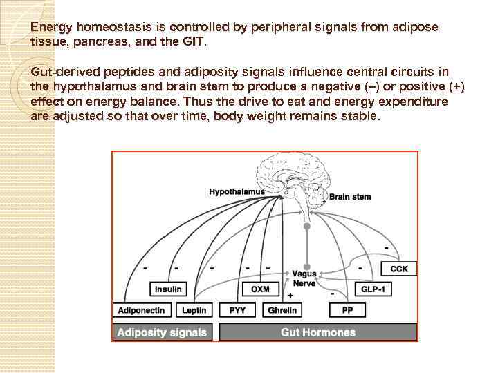 Energy homeostasis is controlled by peripheral signals from adipose tissue, pancreas, and the GIT.