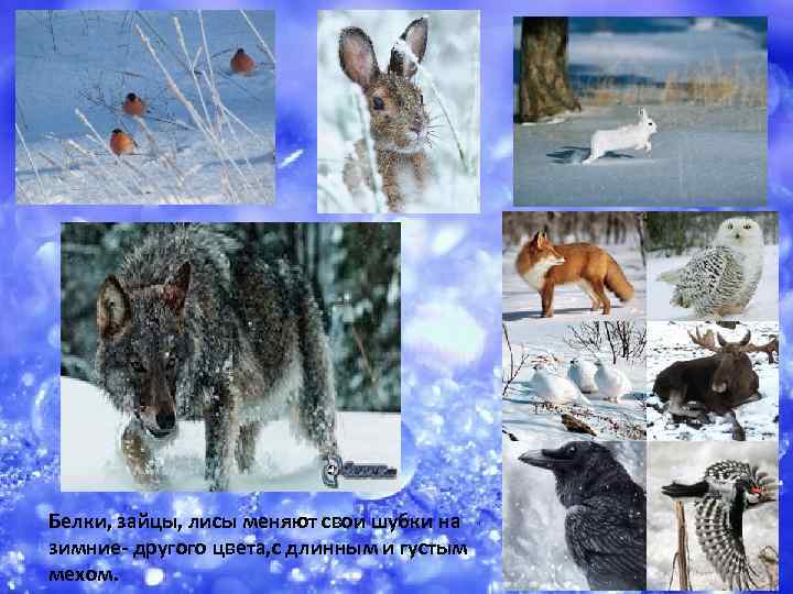 Белки, зайцы, лисы меняют свои шубки на зимние- другого цвета, с длинным и густым