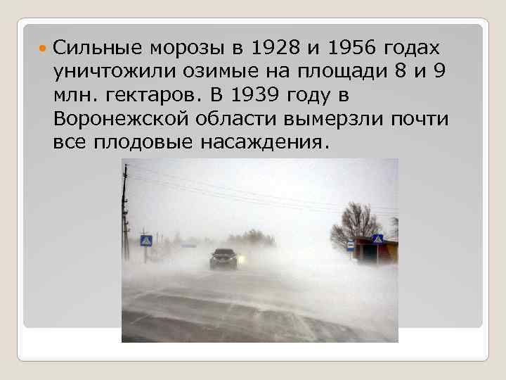  Сильные морозы в 1928 и 1956 годах уничтожили озимые на площади 8 и