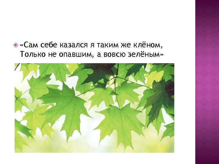  «Сам себе казался я таким же клёном, Только не опавшим, а вовсю зелёным»