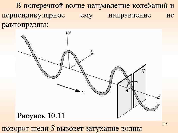 В поперечной волне направление колебаний и перпендикулярное ему направление не равноправны: Рисунок 10. 11