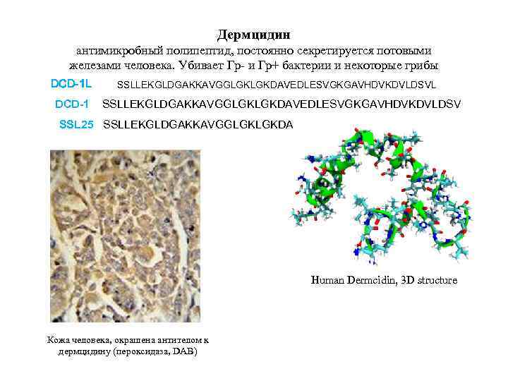 Дермцидин антимикробный полипептид, постоянно секретируется потовыми железами человека. Убивает Гр- и Гр+ бактерии и