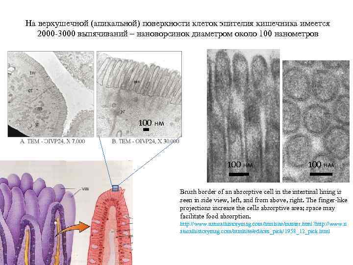 На верхушечной (апикальной) поверхности клеток эпителия кишечника имеется 2000 -3000 выпячиваний – нановорсинок диаметром
