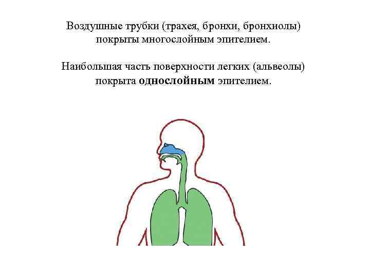 Воздушные трубки (трахея, бронхиолы) покрыты многослойным эпителием. Наибольшая часть поверхности легких (альвеолы) покрыта однослойным