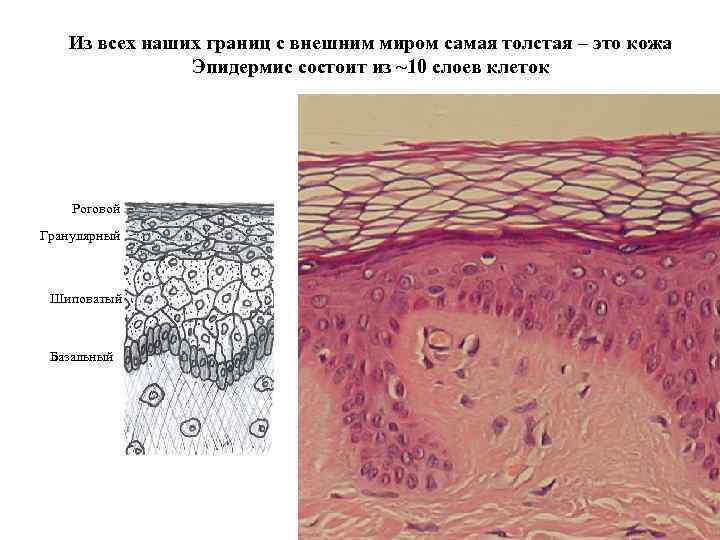 Из всех наших границ с внешним миром самая толстая – это кожа Эпидермис состоит
