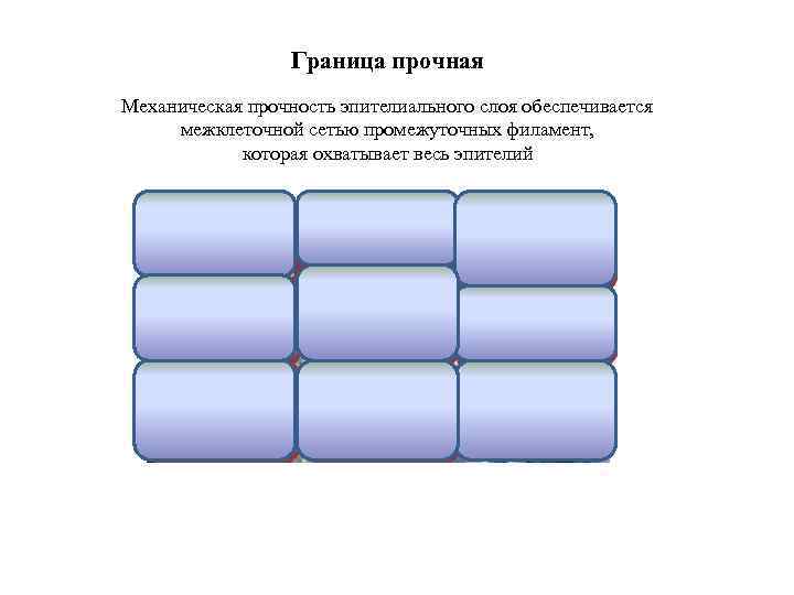 Граница прочная Механическая прочность эпителиального слоя обеспечивается межклеточной сетью промежуточных филамент, которая охватывает весь