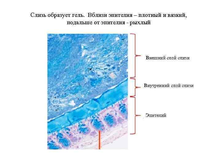 Слизь образует гель. Вблизи эпителия – плотный и вязкий, подальше от эпителия - рыхлый