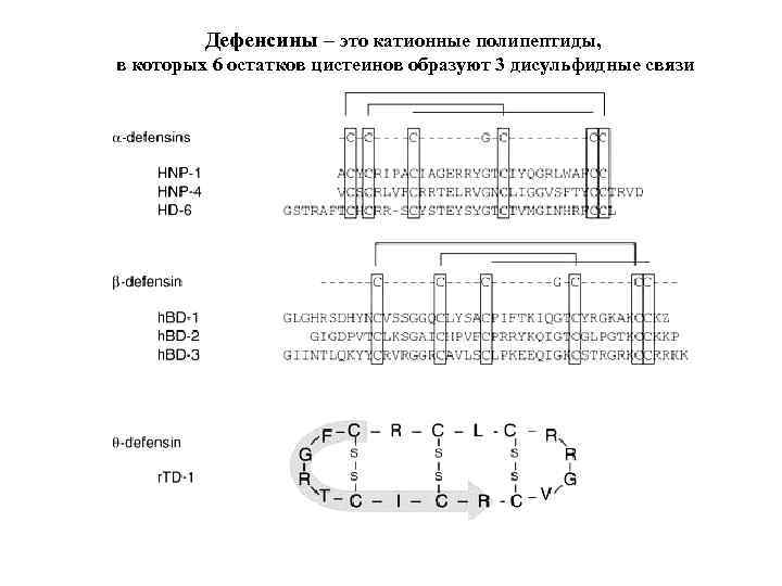 Дефенсины – это катионные полипептиды, в которых 6 остатков цистеинов образуют 3 дисульфидные связи