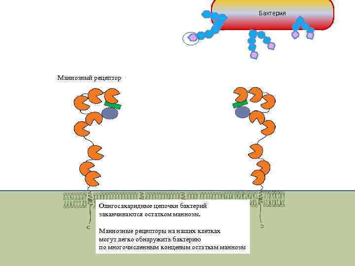 Бактерия Маннозный рецептор Олигосахаридные цепочки бактерий заканчиваются остатком маннозы. Маннозные рецепторы на наших клетках