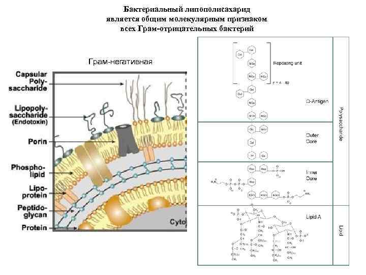 Бактериальный липополисахарид является общим молекулярным признаком всех Грам-отрицательных бактерий Грам-негативная 