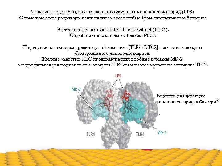 У нас есть рецепторы, разпознающие бактериальный липополисахарид (LPS). С помощью этого рецепторы наши клетки