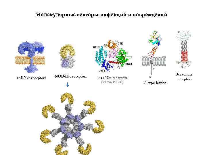Молекулярные сенсоры инфекций и повреждений Toll-like receptors NOD-like receptors RIG-like receptors (helicase, POL-III) C-type