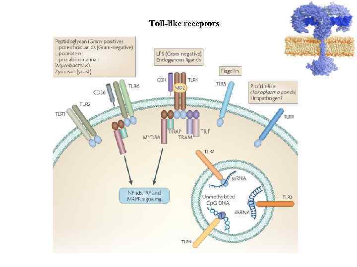 Toll-like receptors 