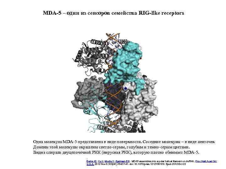 MDA-5 – один из сенсоров семейства RIG-like receptors Одна молекула MDA-5 представлена в виде