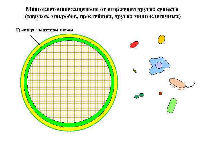 Многоклеточное защищено от вторжения других существ (вирусов, микробов, простейших, других многоклеточных) Граница с внешним