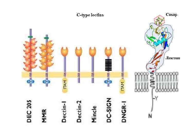 C-type lectins Сахар Лектин 