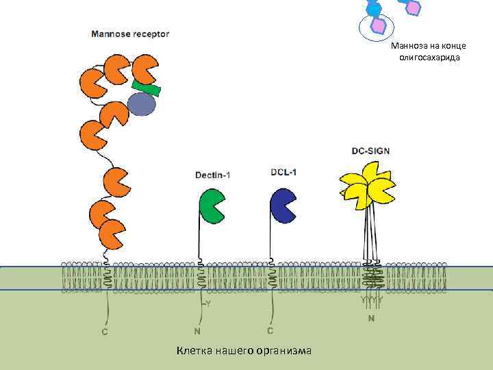 Манноза на конце олигосахарида Клетка нашего организма 