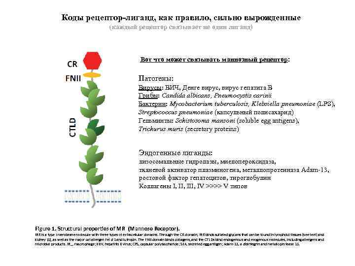 Коды рецептор-лиганд, как правило, сильно вырожденные (каждый рецептор связывает не один лиганд) Вот что