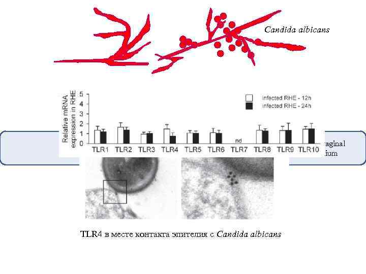 Candida albicans Oral or vaginal epithelium TLR 4 в месте контакта эпителия с Candida