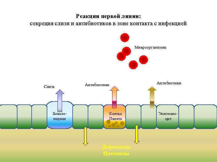 Реакции первой линии: секреция слизи и антибиотиков в зоне контакта с инфекцией Микроорганизмы Слизь