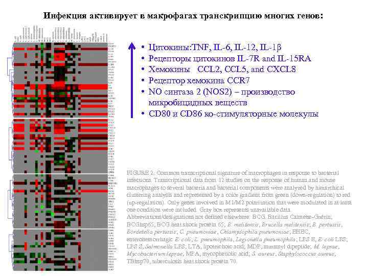 Инфекция активирует в макрофагах транскрипцию многих генов: • • • Цитокины: TNF, IL-6, IL-12,