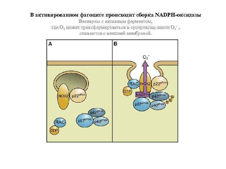 В активированном фагоците происходит сборка NADPH-оксидазы Везикулы с активным ферментом, где O 2 может
