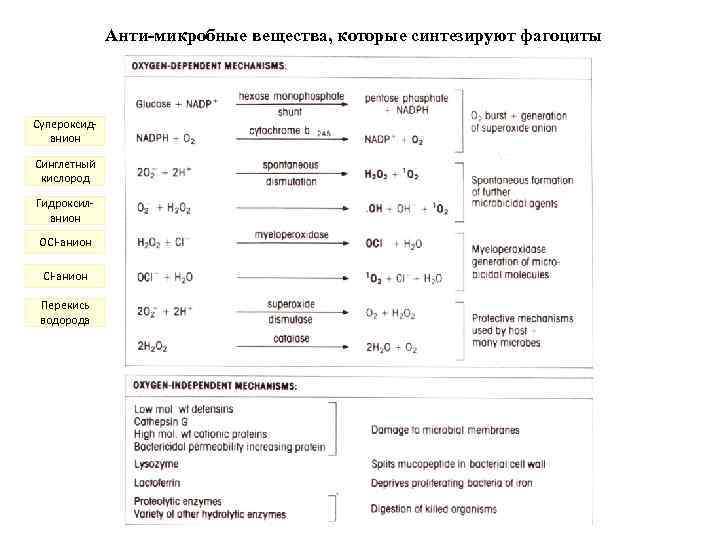 Анти-микробные вещества, которые синтезируют фагоциты Супероксиданион Синглетный кислород Гидроксиланион OСl-анион Cl-анион Перекись водорода 
