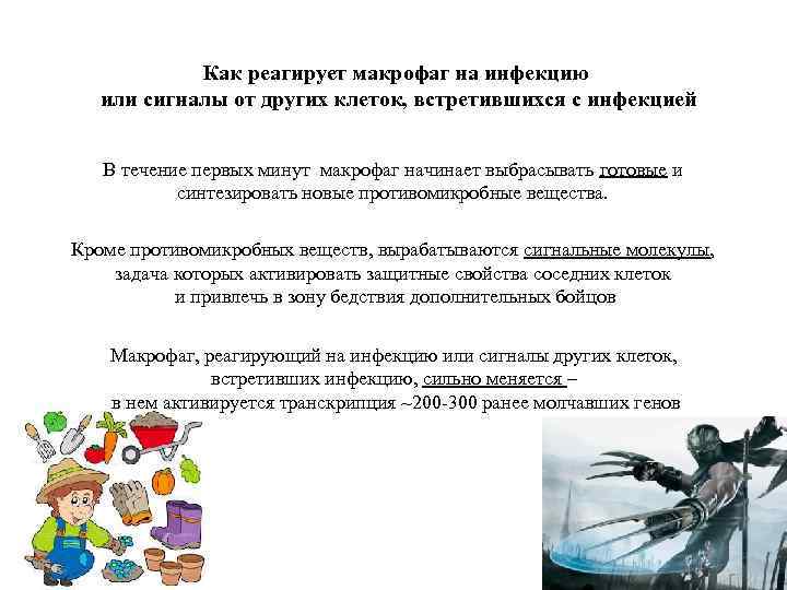 Как реагирует макрофаг на инфекцию или сигналы от других клеток, встретившихся с инфекцией В