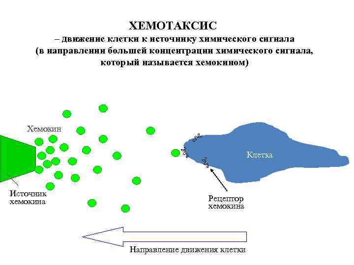 ХЕМОТАКСИС – движение клетки к источнику химического сигнала (в направлении большей концентрации химического сигнала,