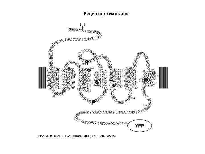 Рецептор хемокина Klco, J. M. et al. J. Biol. Chem. 2003; 278: 35345 -35353