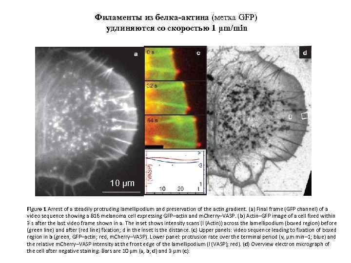 Филаменты из белка-актина (метка GFP) удлиняются со скоростью 1 μm/min 10 μm Figure 1