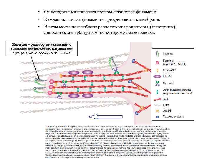  • Филоподия выпячивается пучком актиновых филамент. • Каждая актиновая филамента прикрепляется к мембране.