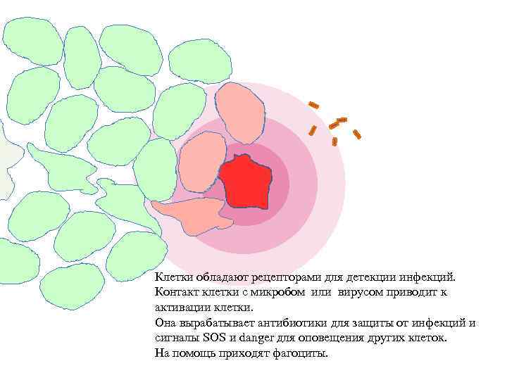 Клетки обладают рецепторами для детекции инфекций. Контакт клетки с микробом или вирусом приводит к