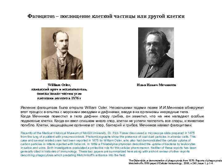 Фагоцитоз – поглощение клеткой частицы или другой клетки William Osler, канадский врач и исследователь,