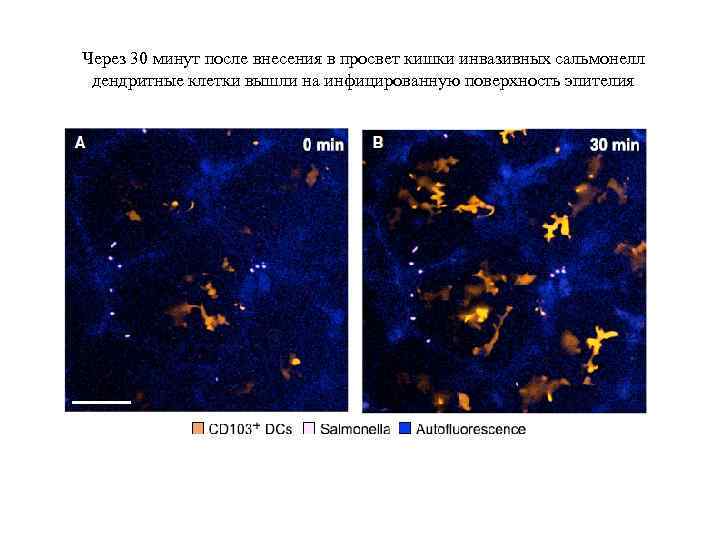 Через 30 минут после внесения в просвет кишки инвазивных сальмонелл дендритные клетки вышли на