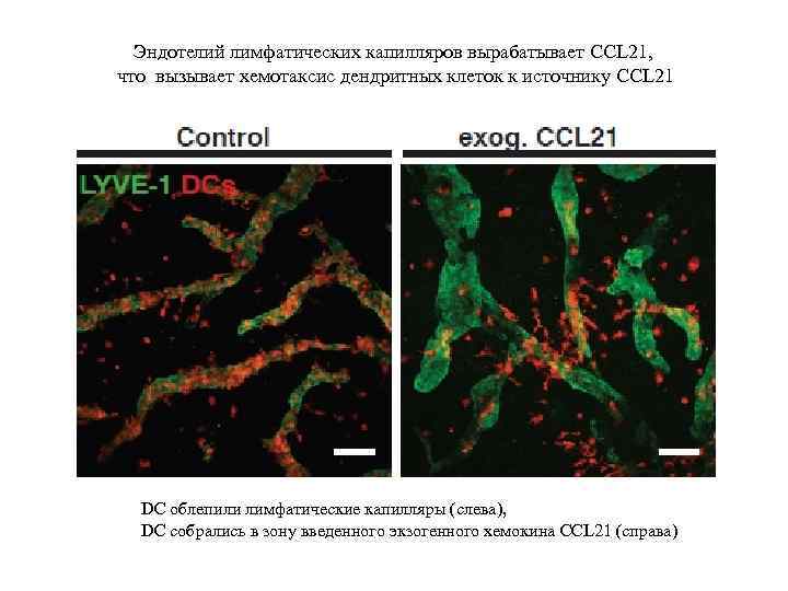 Эндотелий лимфатических капилляров вырабатывает CCL 21, что вызывает хемотаксис дендритных клеток к источнику CCL